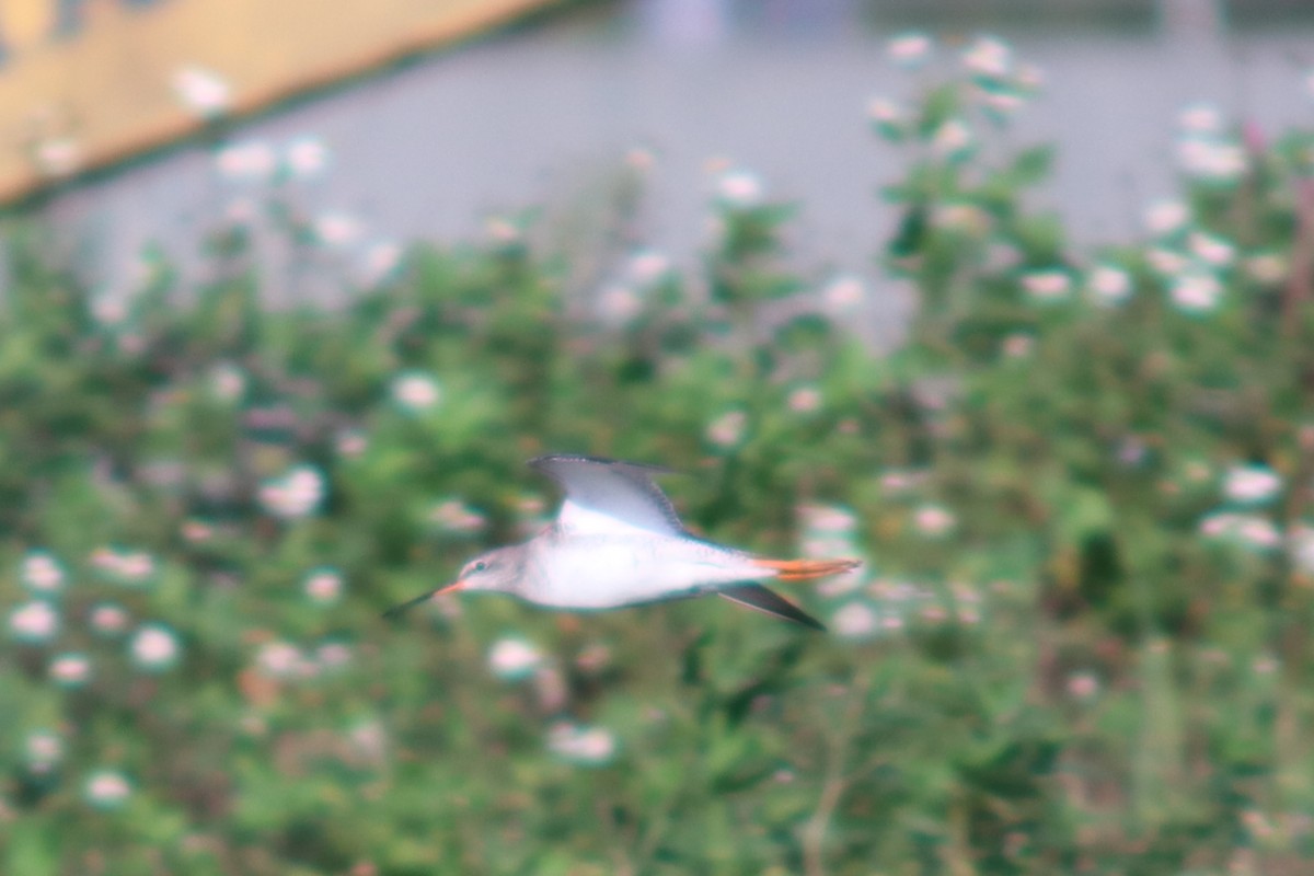 Spotted Redshank - ML615777648