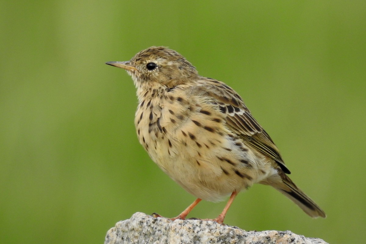 Meadow Pipit - ML615777679