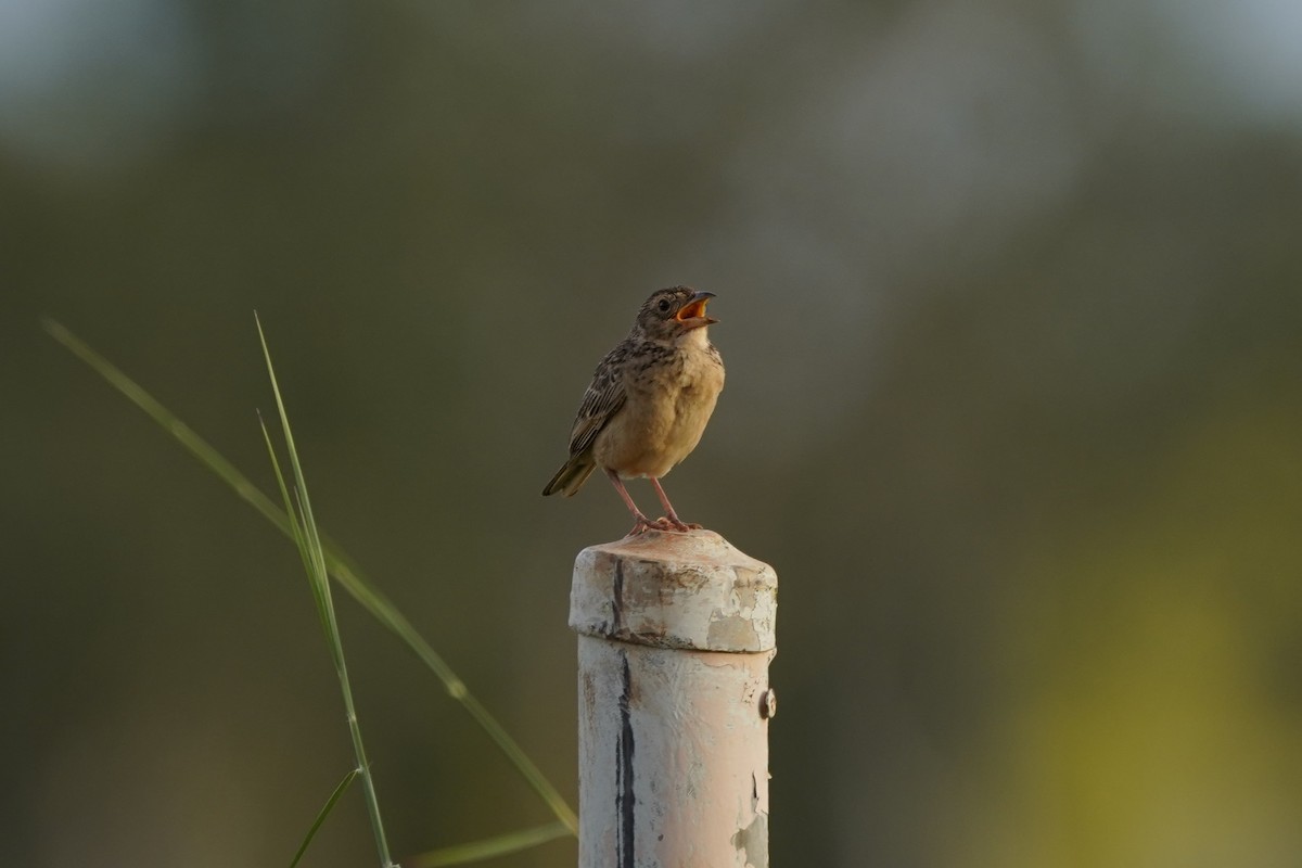Singing Bushlark (Australasian) - ML615777728