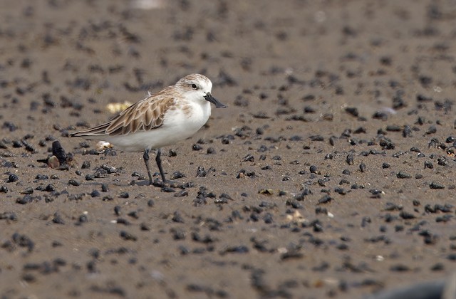 Spoon-billed Sandpiper has been recorded in Bataan, Philippines, on March 2024. - Spoon-billed Sandpiper - 