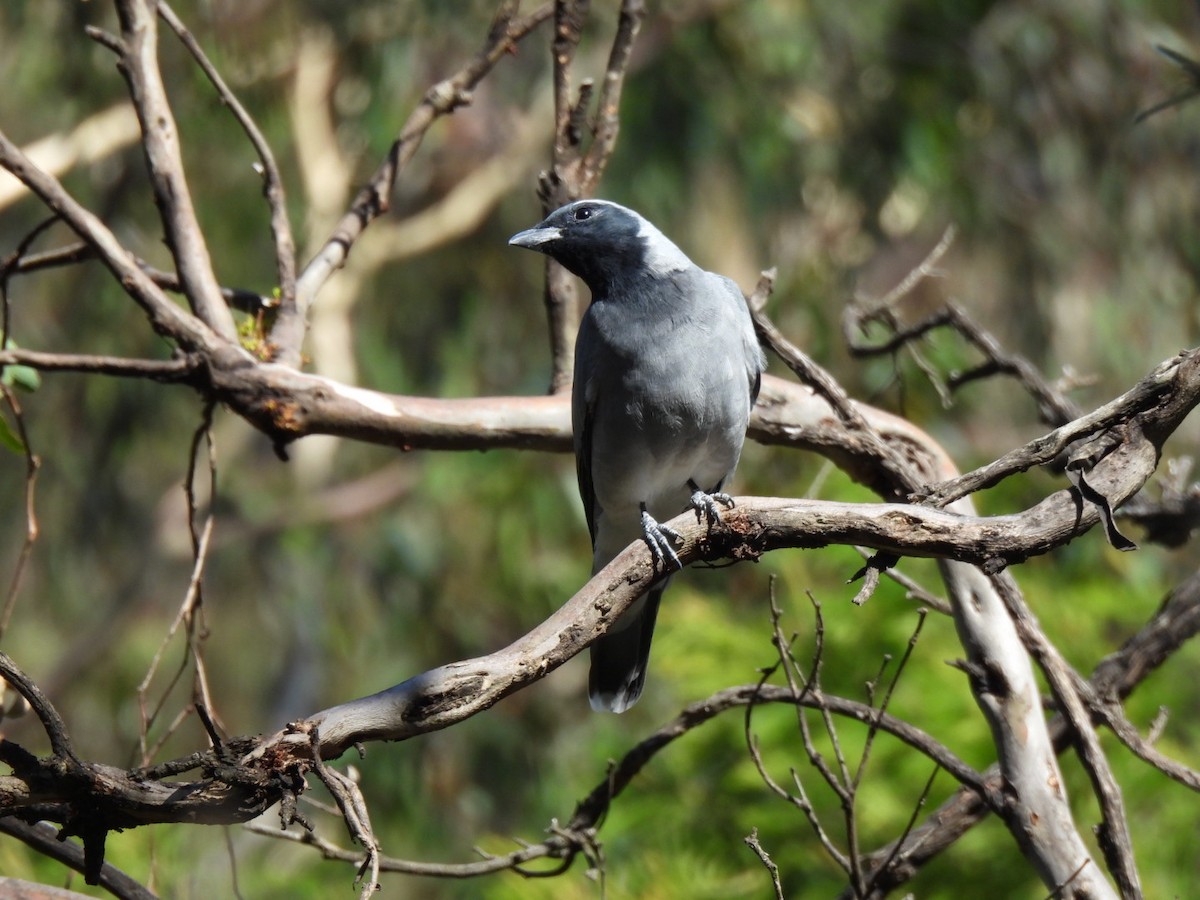 Black-faced Cuckooshrike - william gray