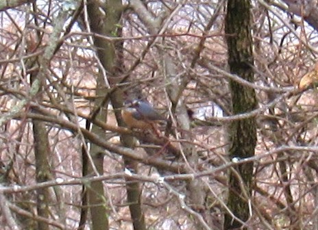 Red-breasted Nuthatch - ML615777908