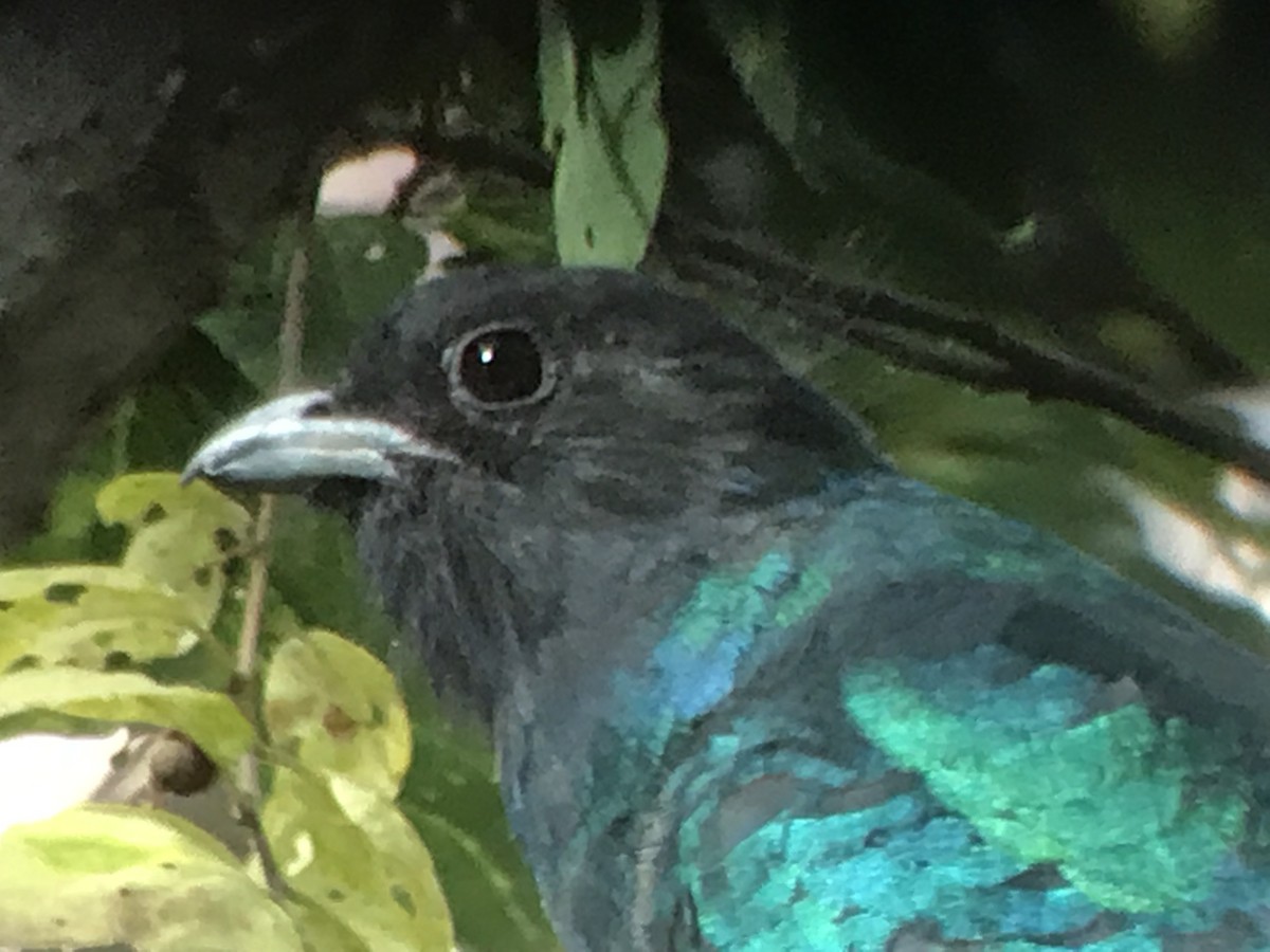 Quetzal oreillard - ML615777949