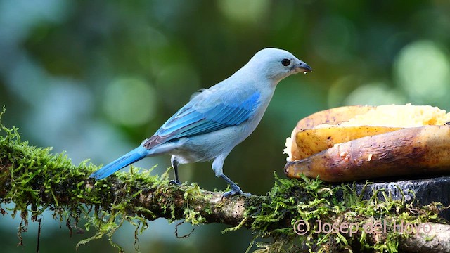 Blue-gray Tanager - ML615778028