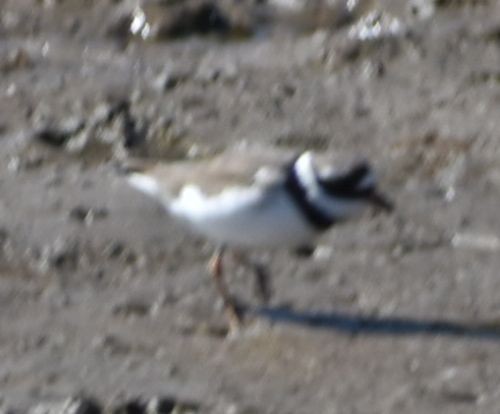 Common Ringed Plover - ML615778074