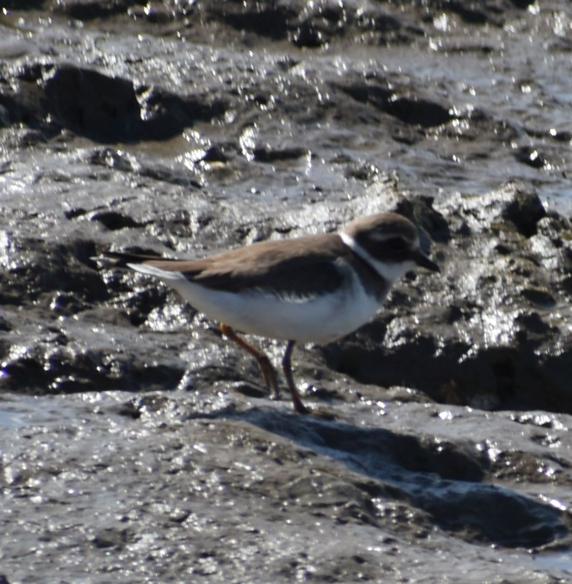 Common Ringed Plover - ML615778075