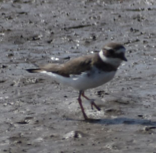 Common Ringed Plover - ML615778076
