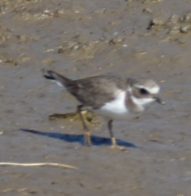 Common Ringed Plover - ML615778077