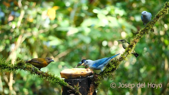 Blue-gray Tanager - ML615778216