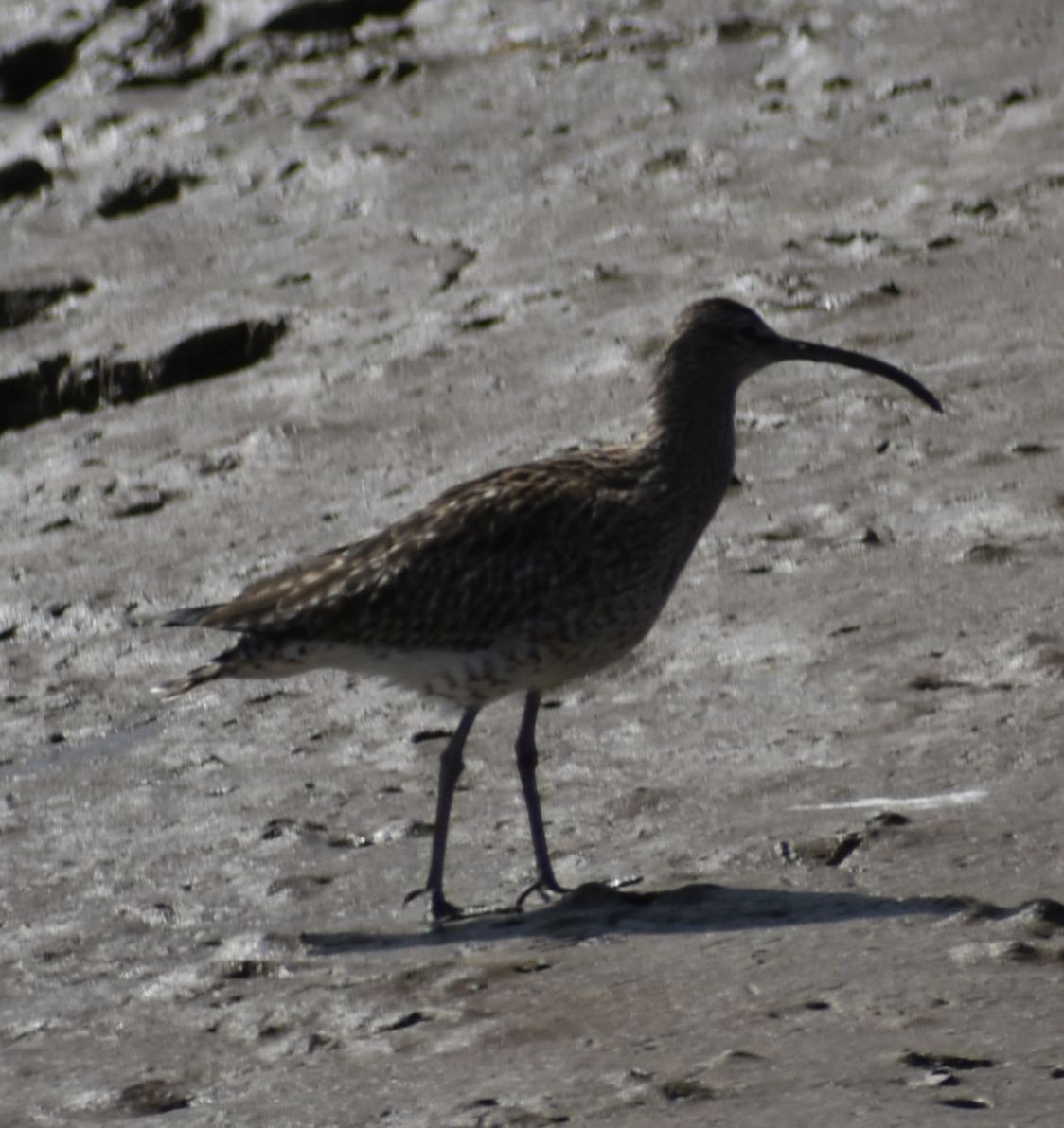 Whimbrel - Sally Anderson