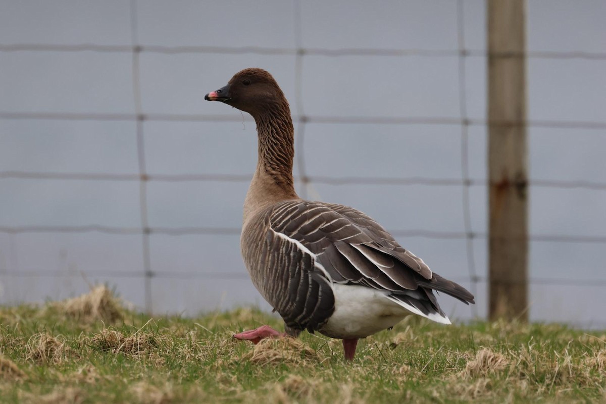Pink-footed Goose - ML615778251
