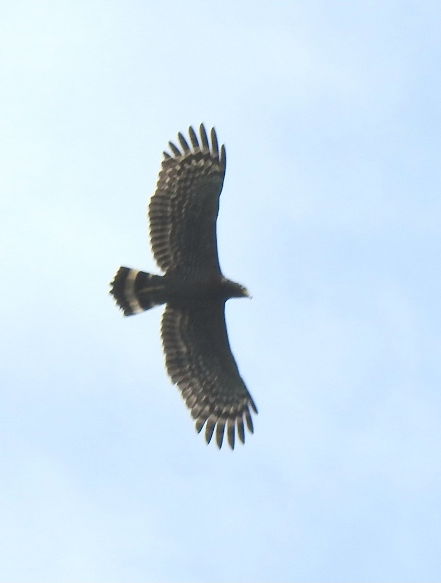 Crested Serpent-Eagle - YM Liew