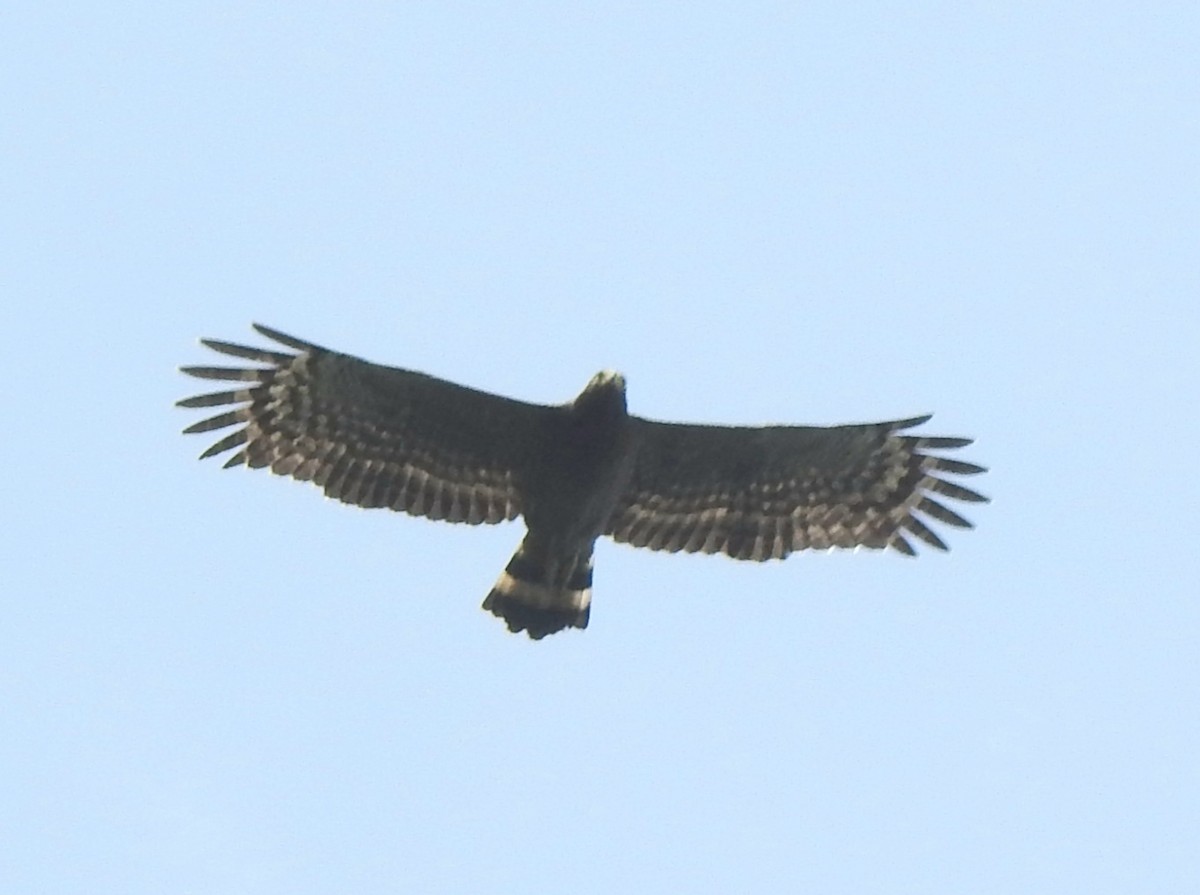 Crested Serpent-Eagle - ML615778259