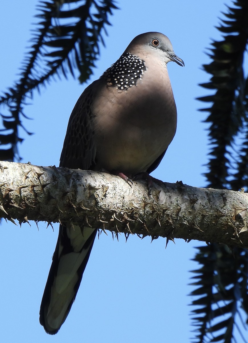 Spotted Dove - ML615778276