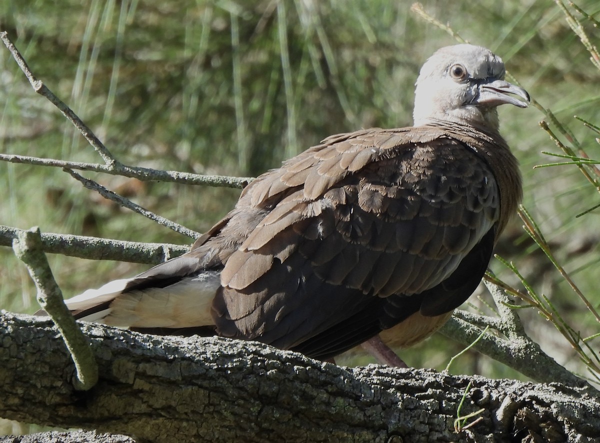 Spotted Dove - ML615778281