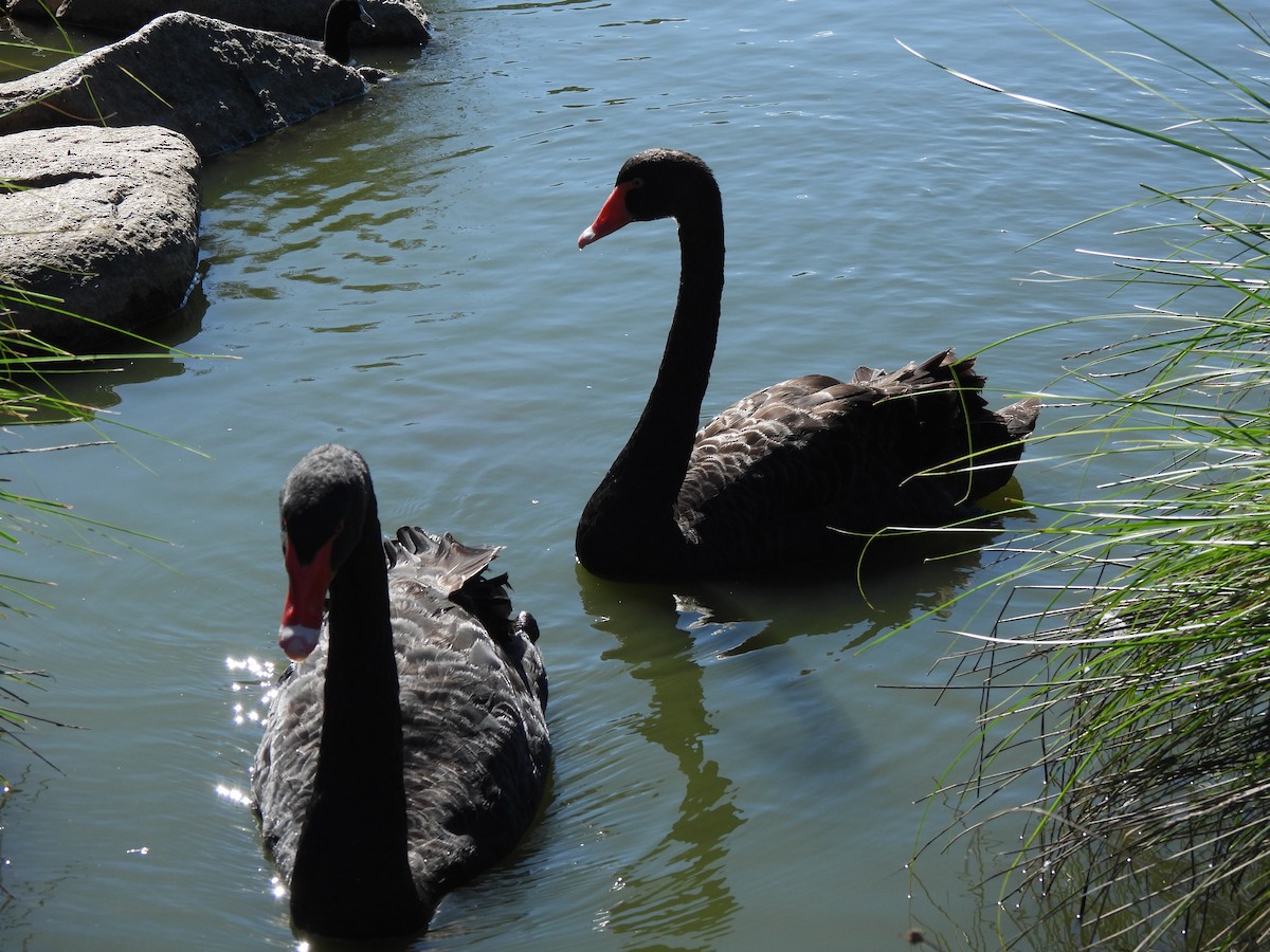 Black Swan - Maylene McLeod