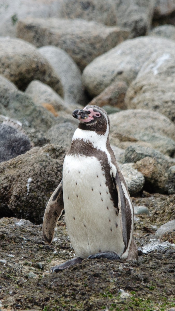 Humboldt Penguin - ML615778345