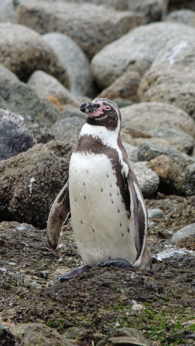 Humboldt Penguin - ML615778346