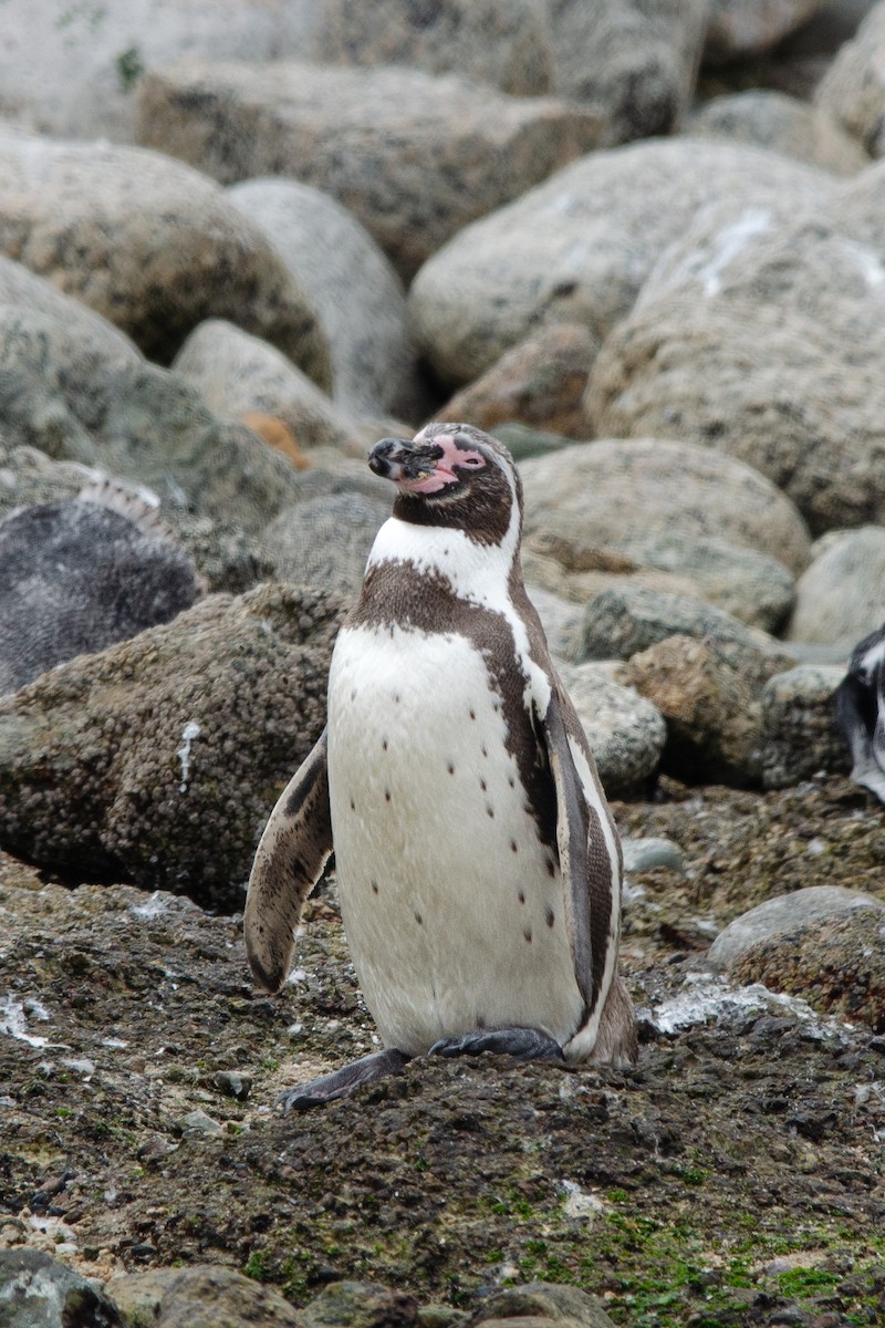 Humboldt Penguin - ML615778347
