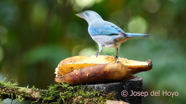 Blue-gray Tanager - ML615778362