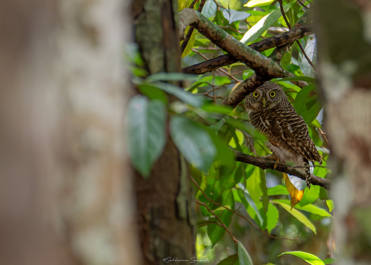 Asian Barred Owlet - ML615778508
