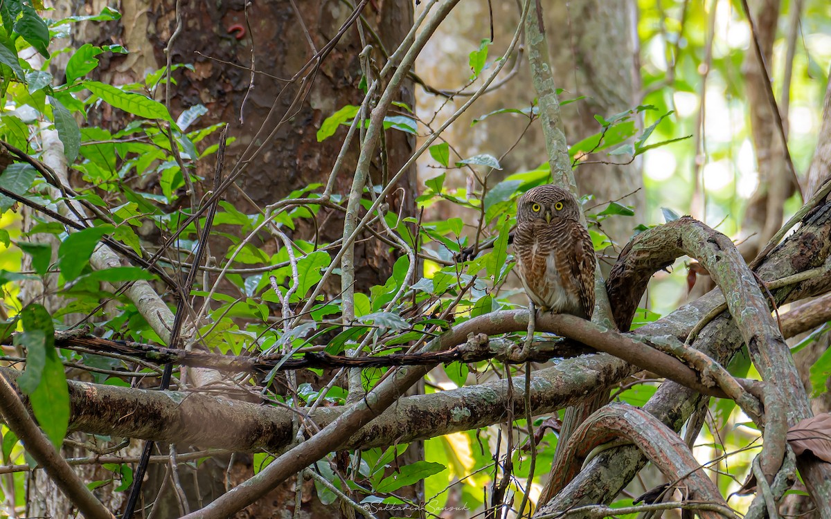 Asian Barred Owlet - Sakkarin Sansuk