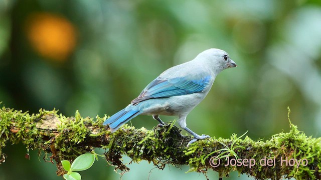 Blue-gray Tanager - ML615778658