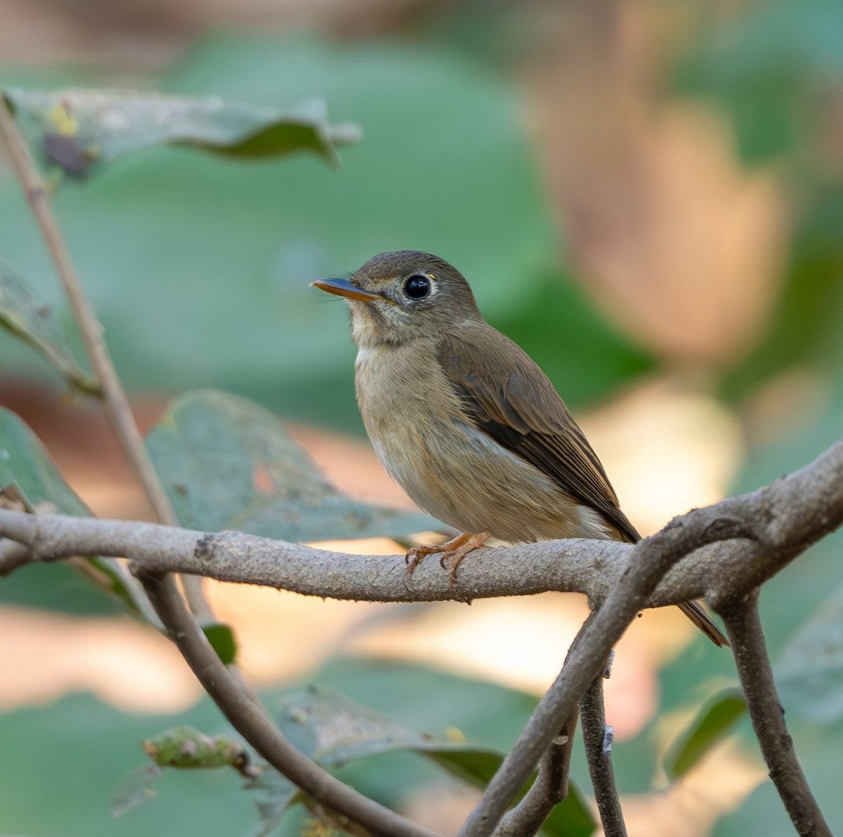 Brown-breasted Flycatcher - ML615778797