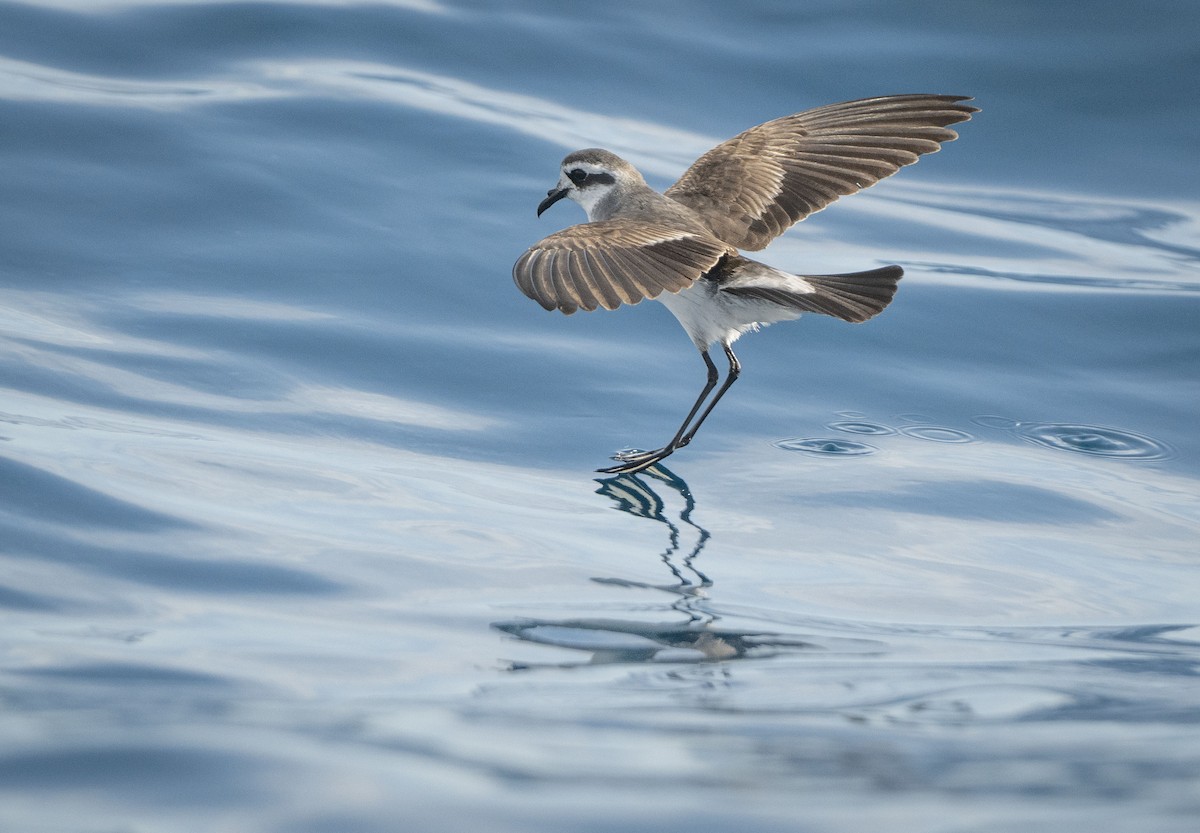 White-faced Storm-Petrel - Philip Griffin