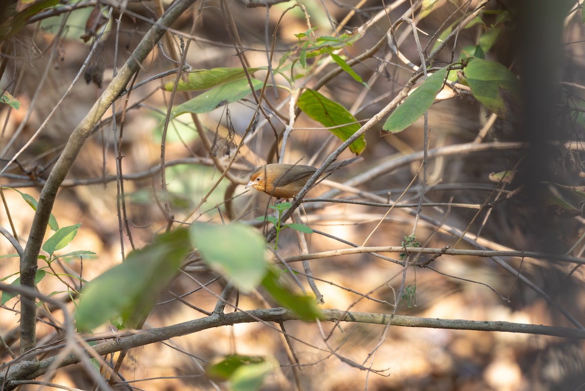 Tawny-bellied Babbler - ML615778940