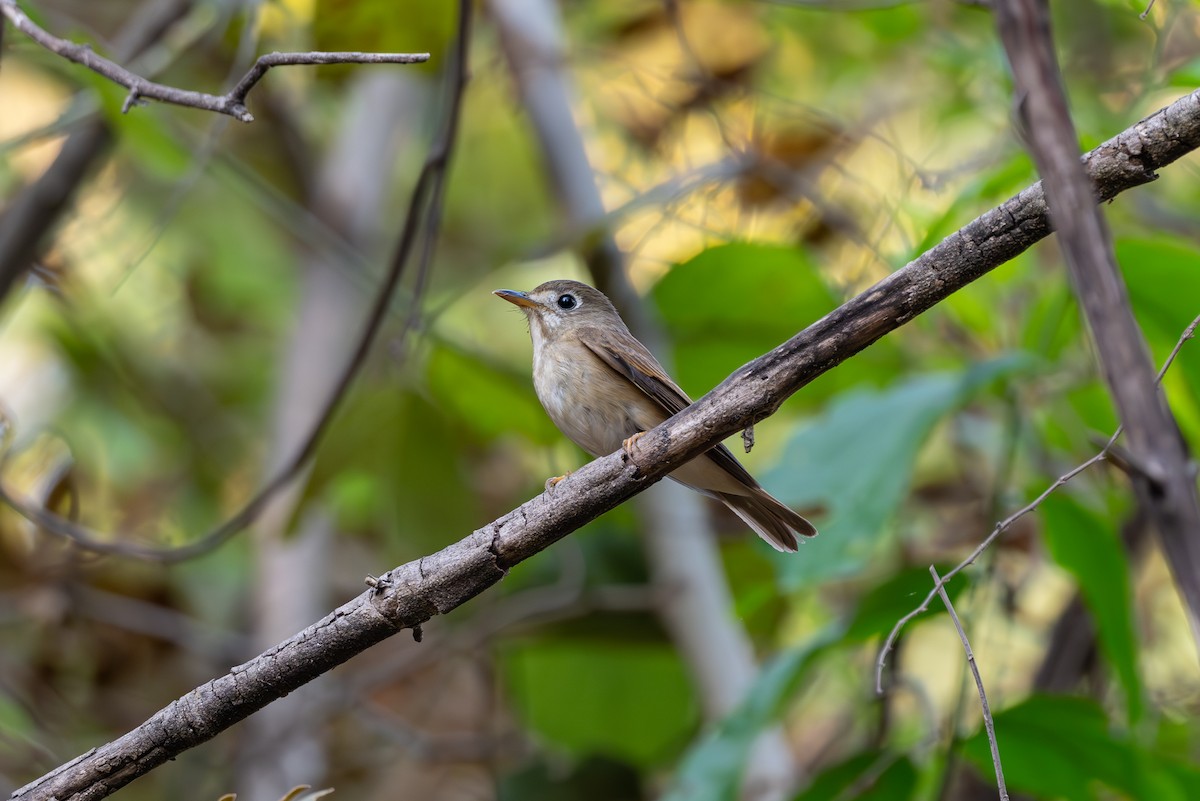 Brown-breasted Flycatcher - ML615778949