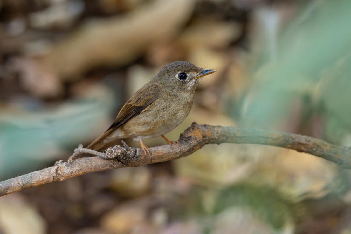 Brown-breasted Flycatcher - ML615778953