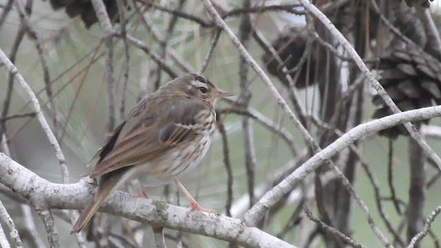 Olive-backed Pipit - ML615778966