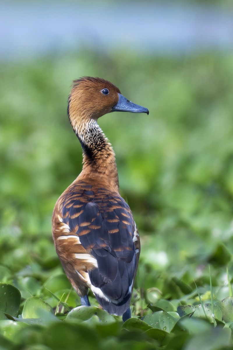 Fulvous Whistling-Duck - ML615779009