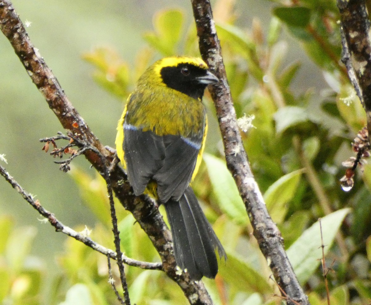 Masked Mountain Tanager - ML615779185