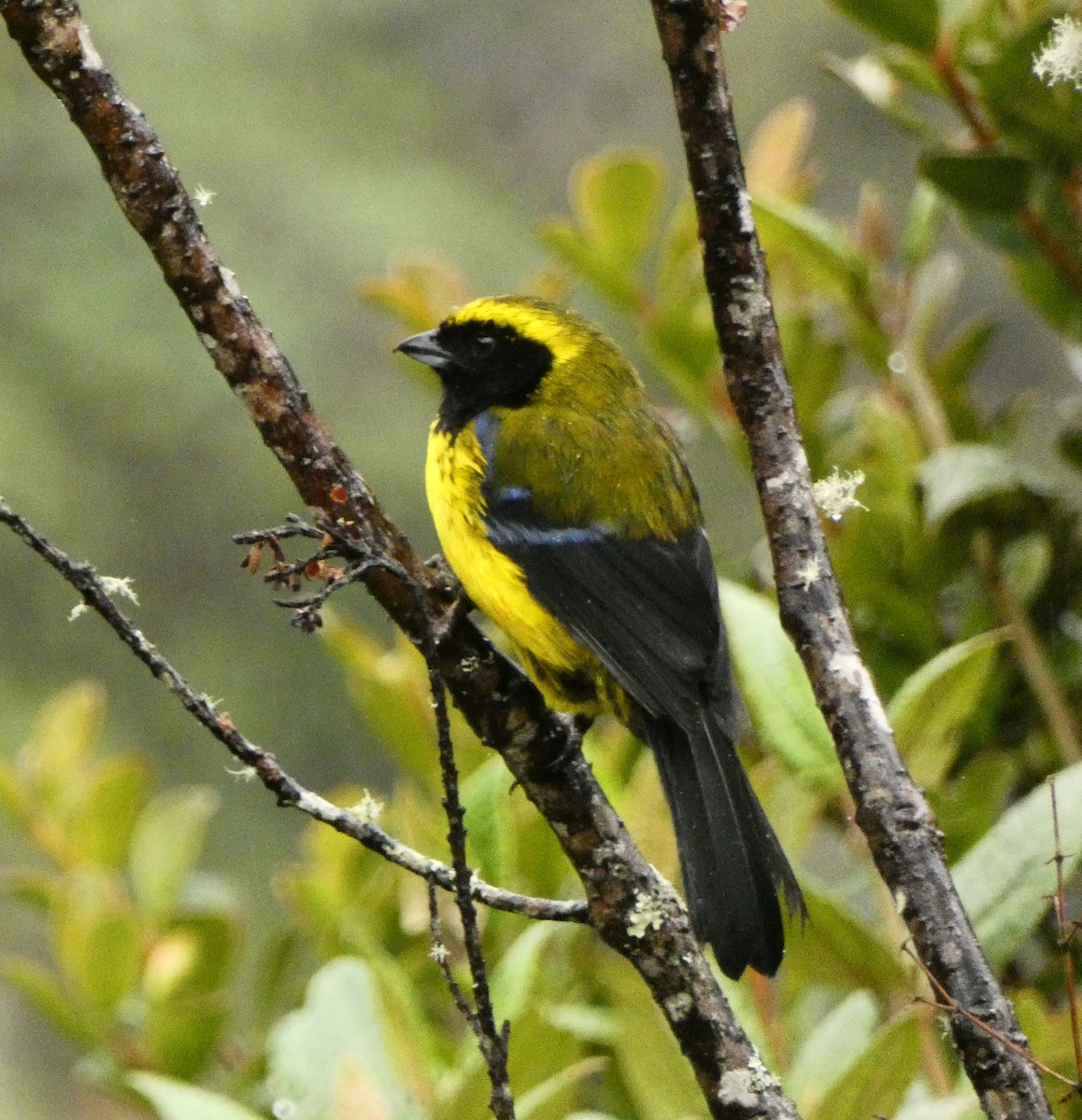 Masked Mountain Tanager - ML615779186