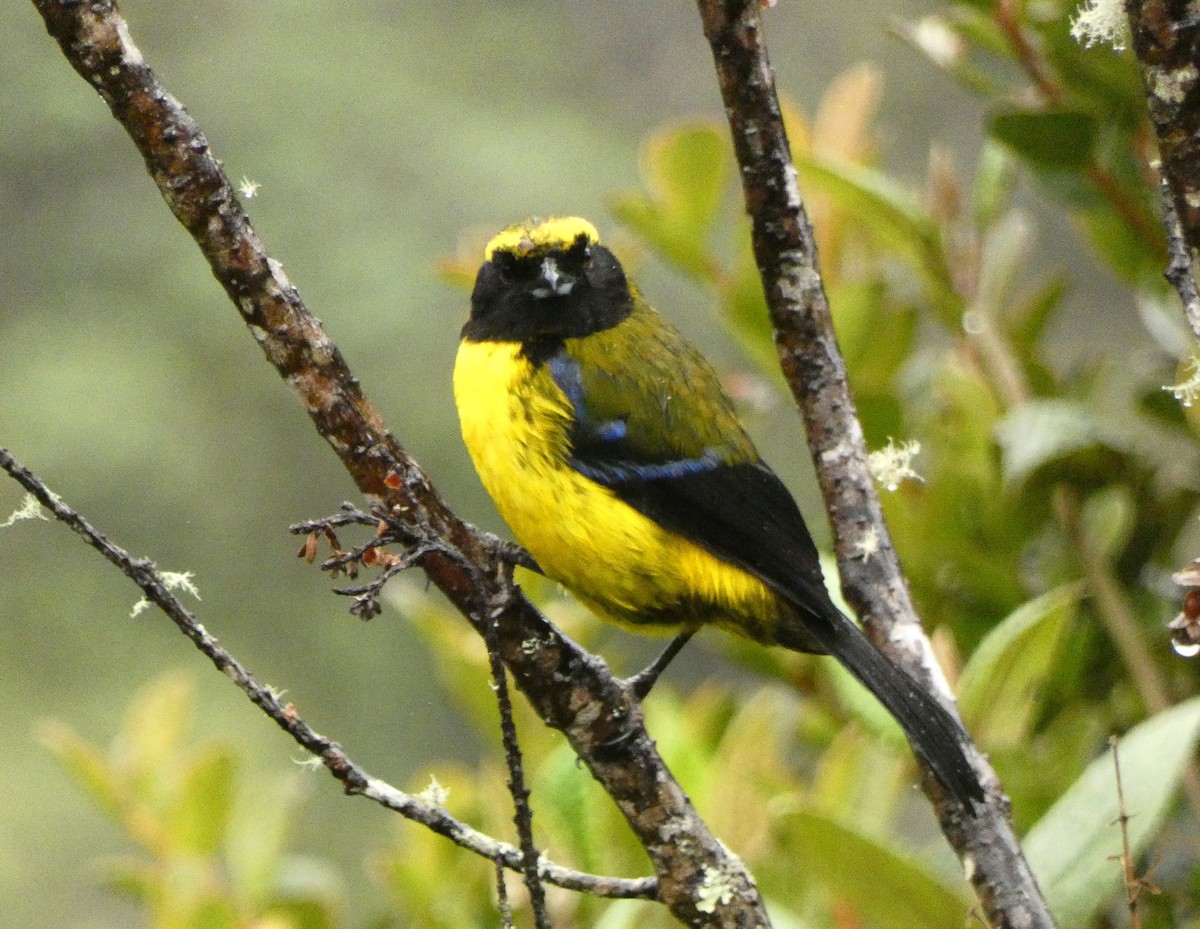 Masked Mountain Tanager - ML615779187