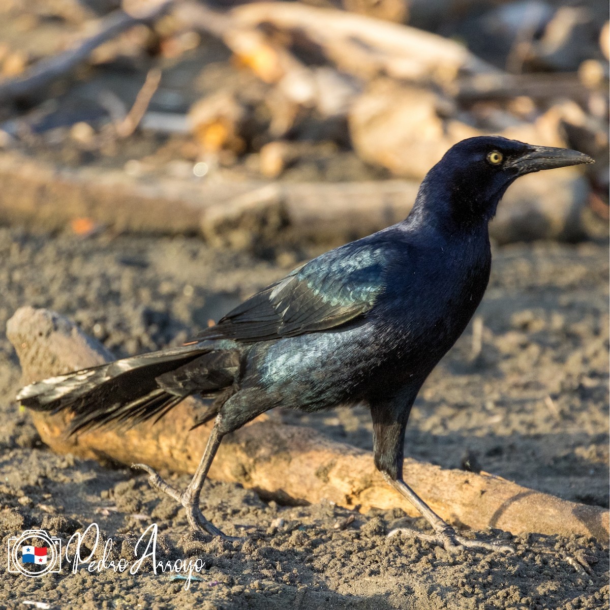 Great-tailed Grackle - ML615779296