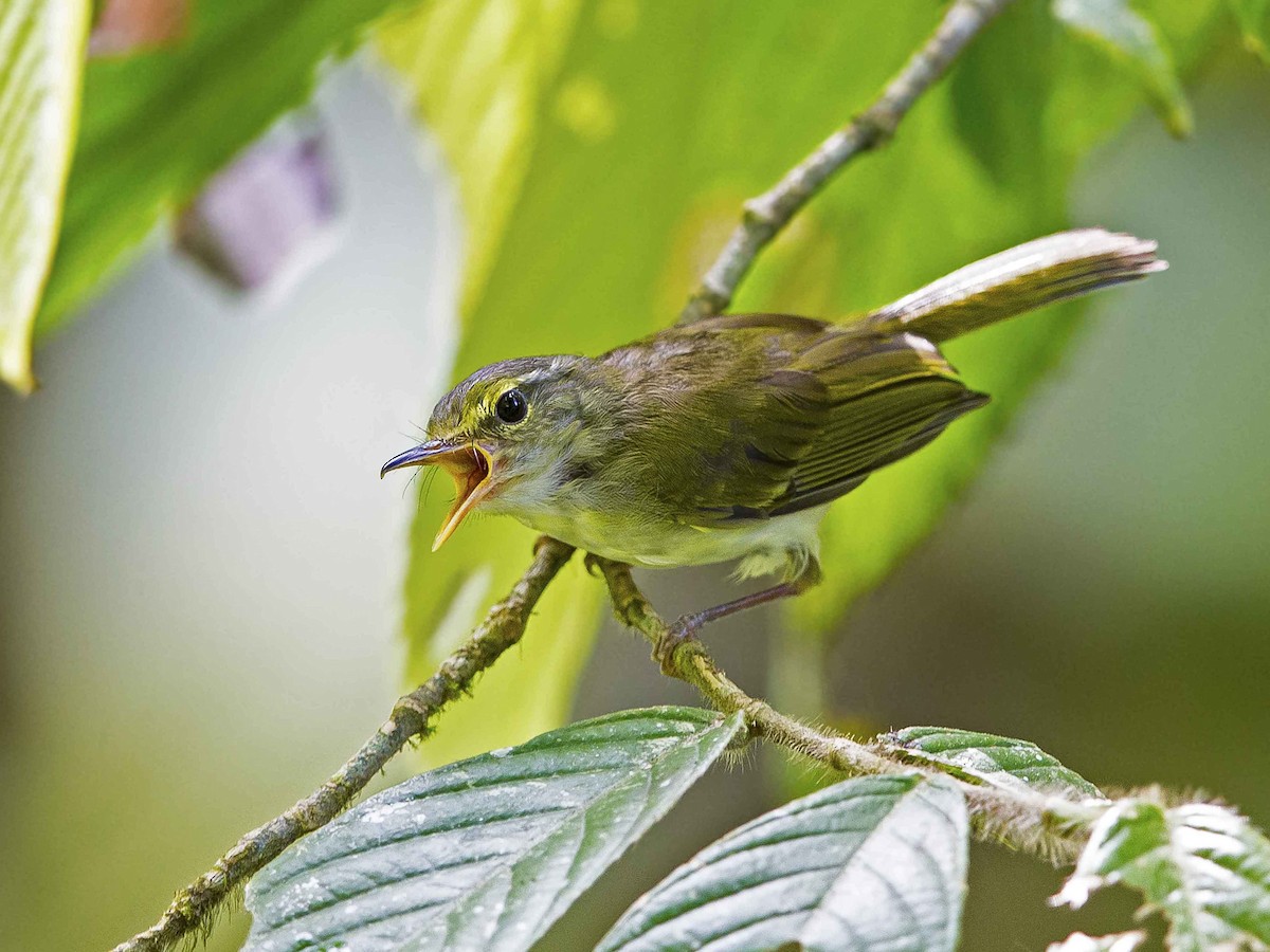 Philippine Leaf Warbler - Phylloscopus olivaceus - Birds of the World