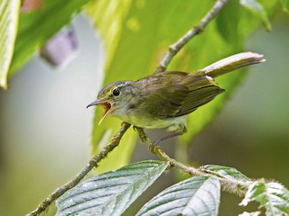  - Philippine Leaf Warbler
