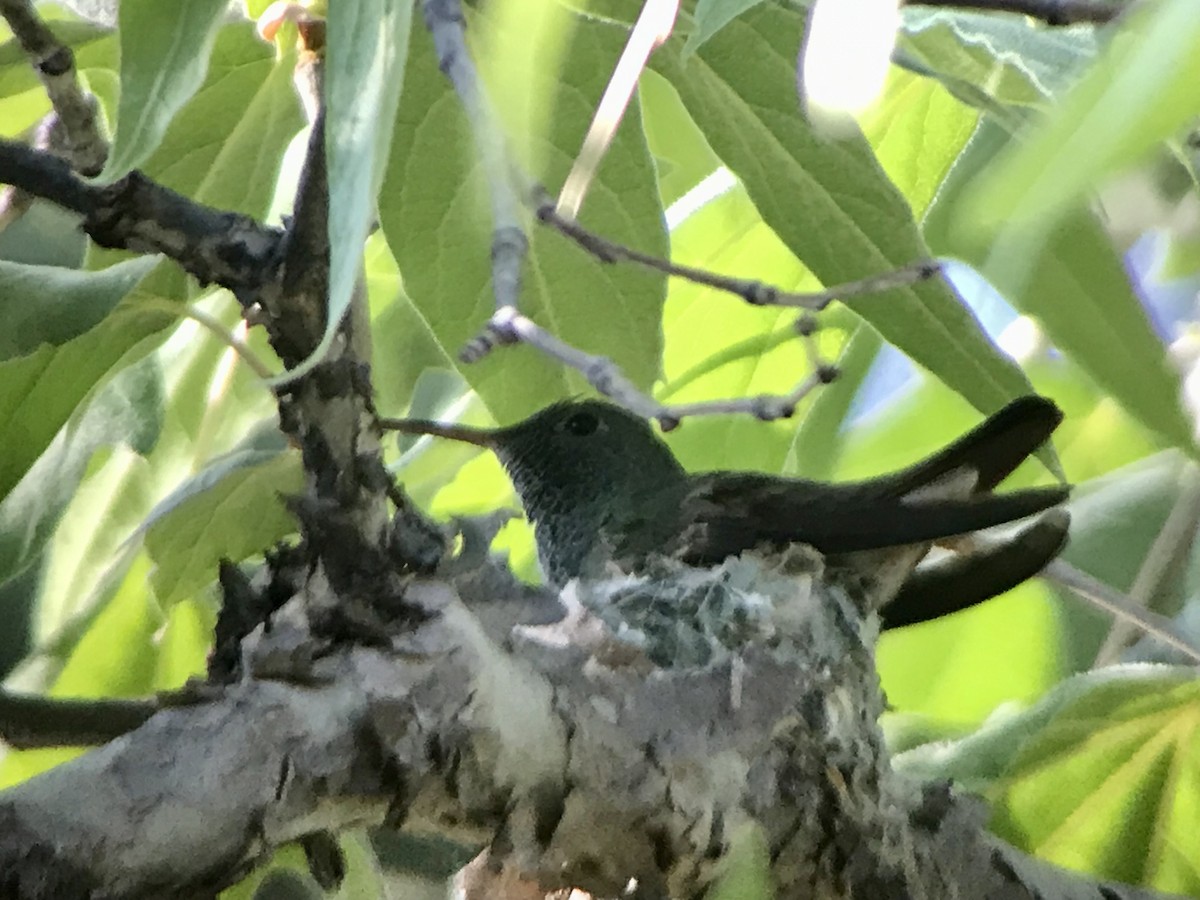 Berylline Hummingbird - ML615779560