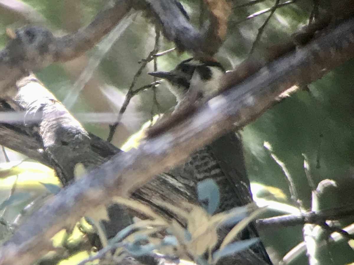 Arizona Woodpecker - ML615779760