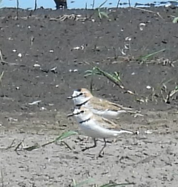 Collared Plover - ML615779819