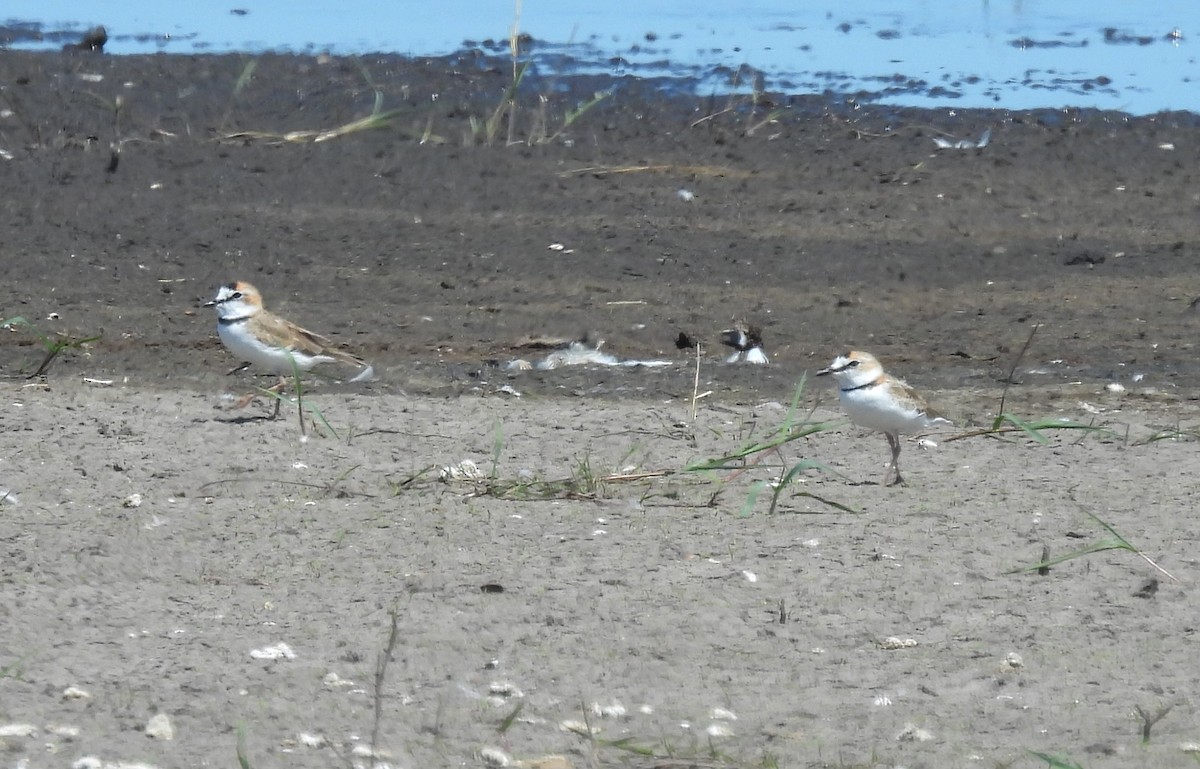 Collared Plover - ML615779820