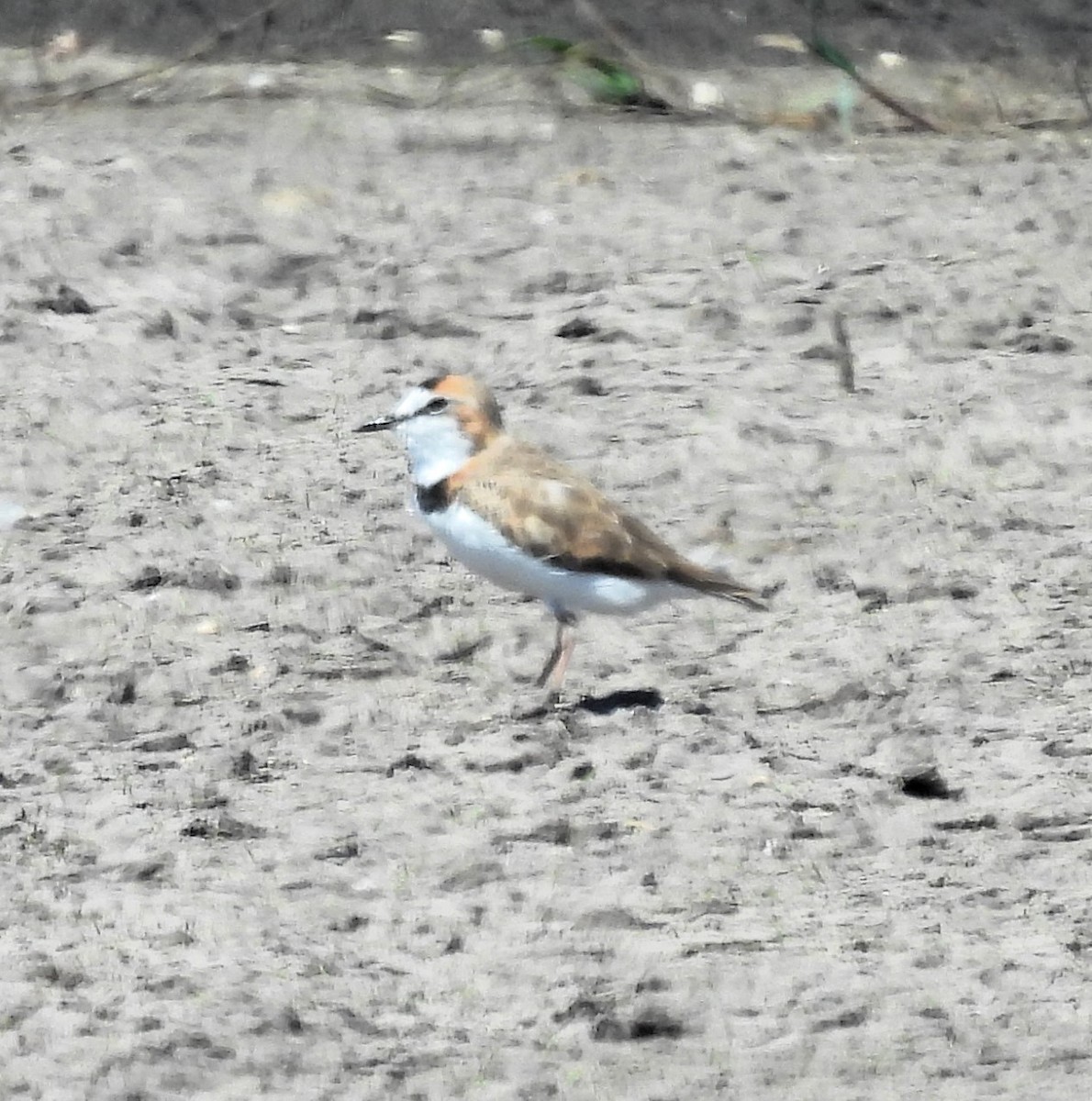 Collared Plover - ML615779821