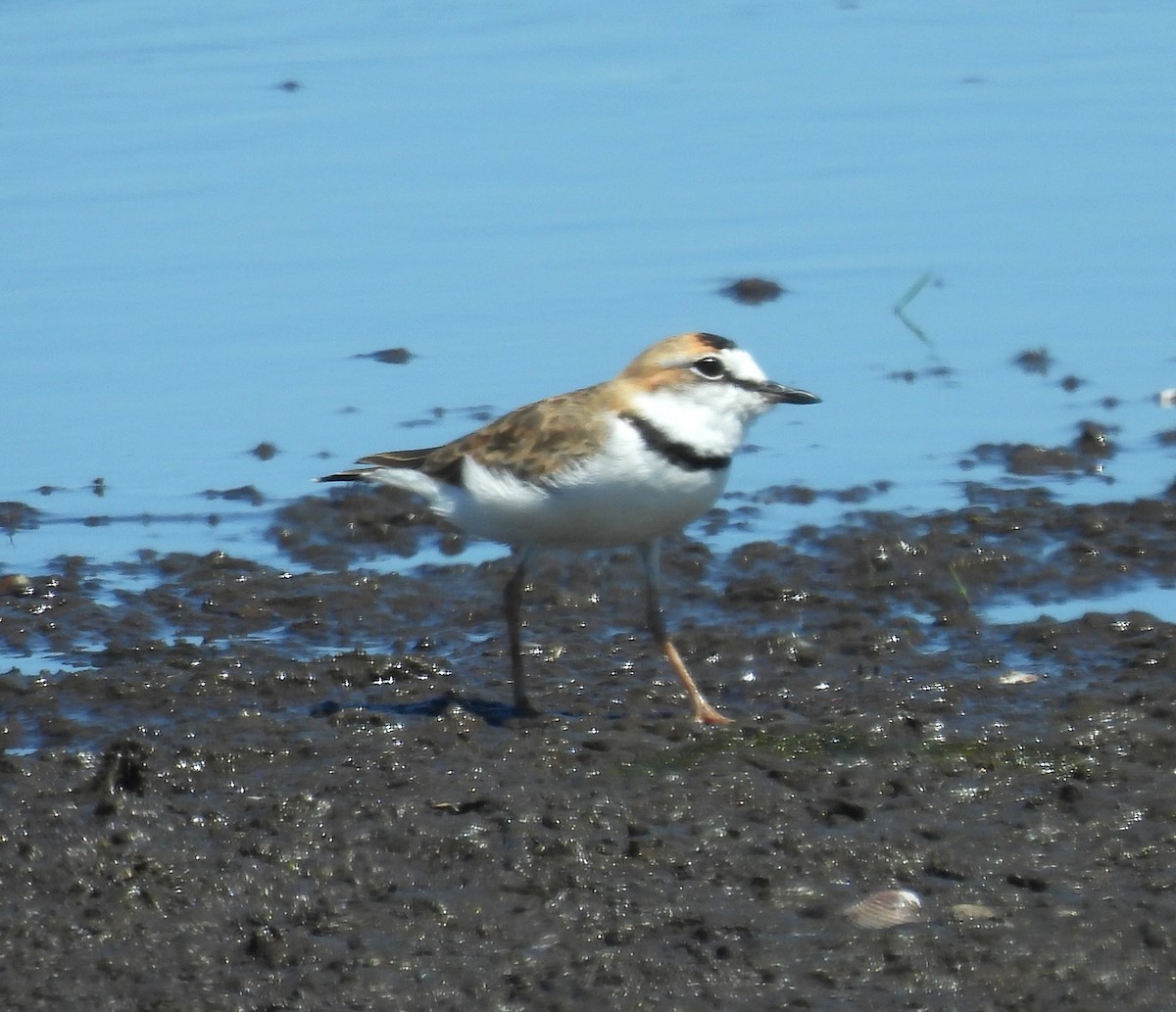 Collared Plover - ML615779822