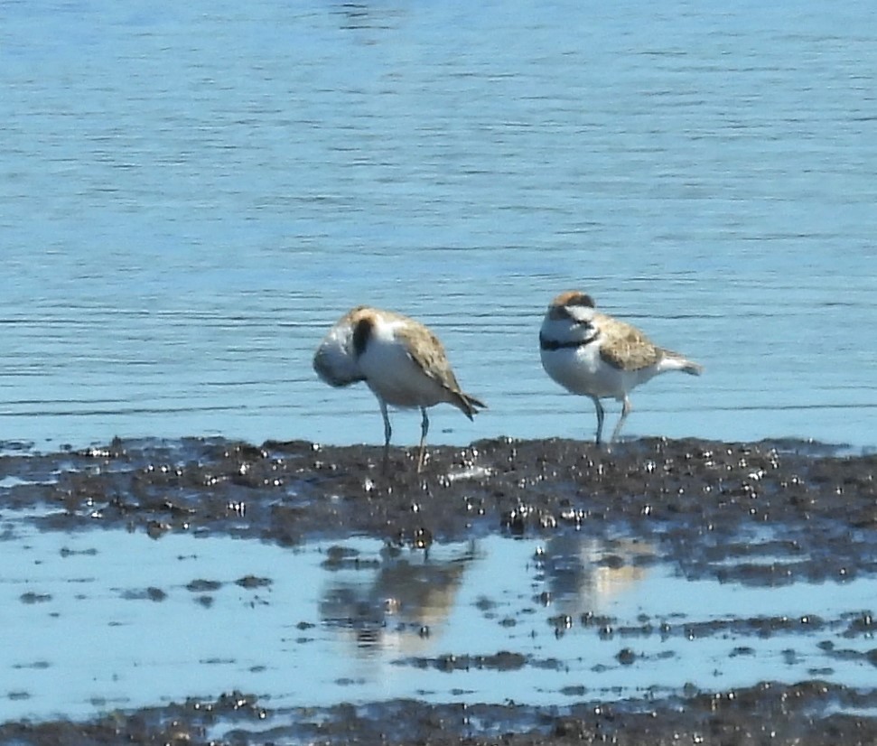 Collared Plover - ML615779823