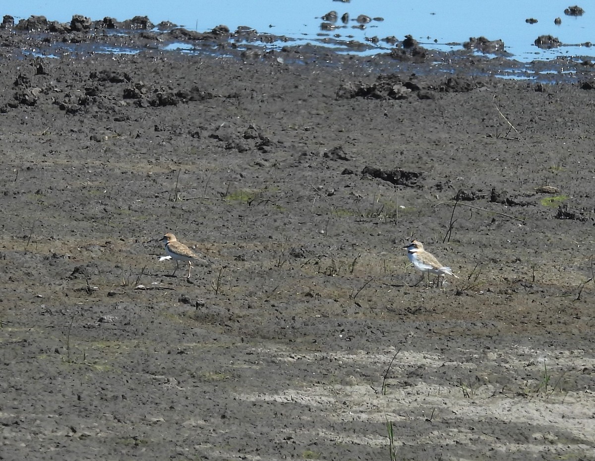 Collared Plover - ML615779824