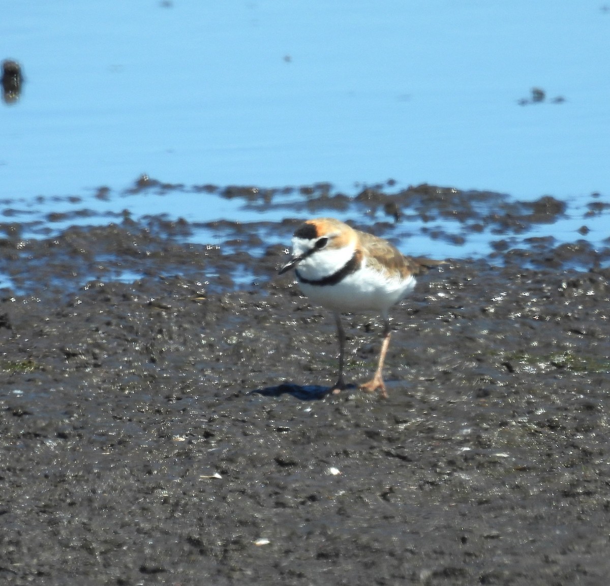 Collared Plover - ML615779825