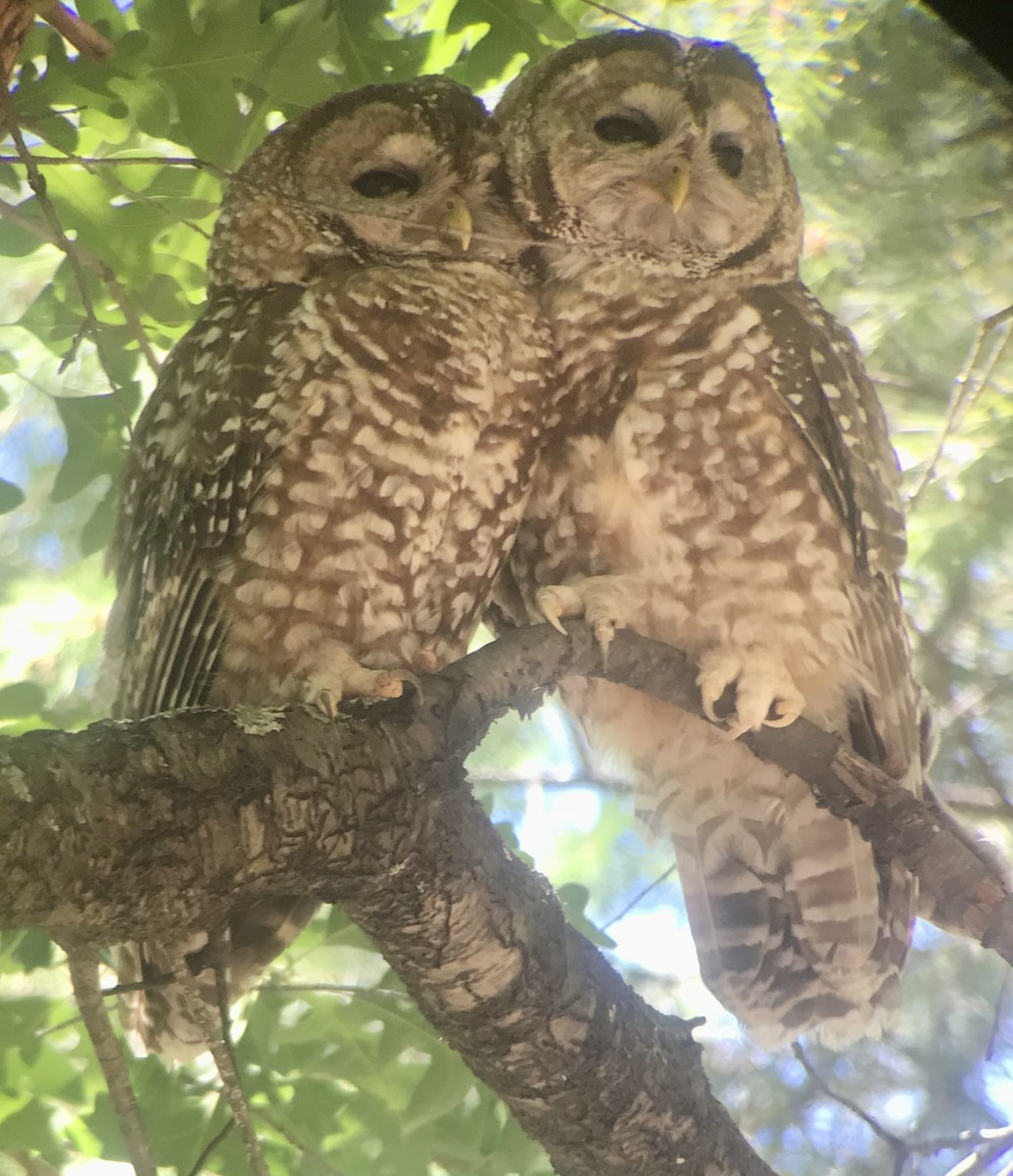 Spotted Owl (Mexican) - ML615779834